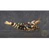Purple Metallic Tiger STUD Caridina Shrimp BEST IN THE UK SHRIMP COVE