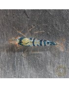 Blue Dragon | Blue Calceo Bee | Dragon shrimp Trio Caridina shrimp Auction at Shrimp Cove UK