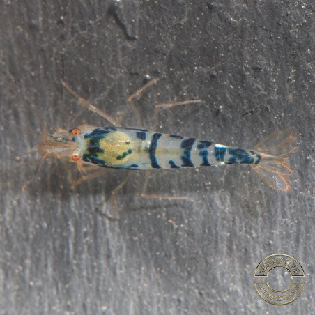 Blue Dragon | Blue Calceo Bee | Dragon shrimp Trio Caridina shrimp Auction at Shrimp Cove UK