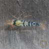 Blue Dragon | Blue Calceo Bee | Dragon shrimp Trio Caridina shrimp Auction at Shrimp Cove UK