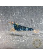 Blue Dragon | Blue Calceo Bee | Dragon shrimp Trio Caridina shrimp Auction at Shrimp Cove UK