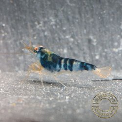 Blue Dragon | Blue Calceo Bee | Dragon shrimp Trio Caridina shrimp Auction at Shrimp Cove UK