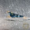 Blue Dragon | Blue Calceo Bee | Dragon shrimp Trio Caridina shrimp Auction at Shrimp Cove UK