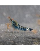Blue Dragon | Blue Calceo Bee | Dragon shrimp Trio Caridina shrimp Auction at Shrimp Cove UK