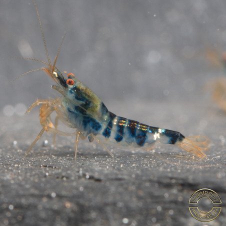 Blue Dragon | Blue Calceo Bee | Dragon shrimp Trio Caridina shrimp Auction at Shrimp Cove UK