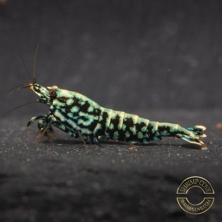 Blue Snowflake Premium Caridina Shrimp UK buy now at Shrimp Cove, next day delivery