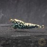 Blue Snowflake Premium Caridina Shrimp UK buy now at Shrimp Cove, next day delivery