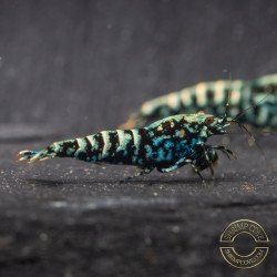 Blue Snowflake Premium Caridina Shrimp UK buy now at Shrimp Cove, next day delivery