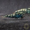 Blue Snowflake Premium Caridina Shrimp UK buy now at Shrimp Cove, next day delivery