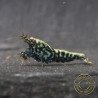 Blue Snowflake Premium Caridina Shrimp UK buy now at Shrimp Cove, next day delivery