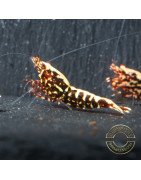Red Galaxy Fishbone Mix Shrimp,  Boa / Snowflake Gene at Shrimp Cove Grade 1-3 Buy Now!