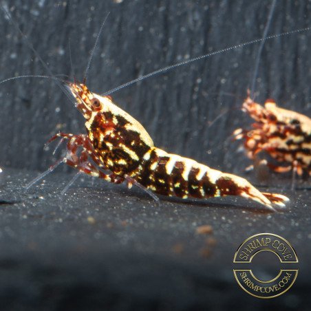 Red Galaxy Fishbone Mix Shrimp,  Boa / Snowflake Gene at Shrimp Cove Grade 1-3 Buy Now!