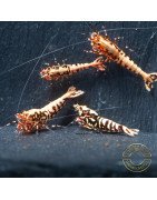 Red Galaxy Fishbone Mix Shrimp,  Boa / Snowflake Gene at Shrimp Cove Grade 1-3 Buy Now!