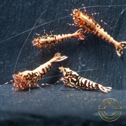 Red Galaxy Fishbone Mix Shrimp,  Boa / Snowflake Gene at Shrimp Cove Grade 1-3 Buy Now!