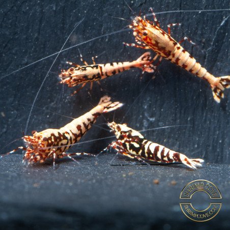 Red Galaxy Fishbone Mix Shrimp,  Boa / Snowflake Gene at Shrimp Cove Grade 1-3 Buy Now!