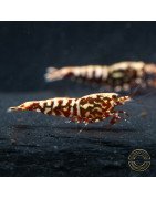 Red Galaxy Fishbone Mix Shrimp,  Boa / Snowflake Gene at Shrimp Cove Grade 1-3 Buy Now!