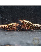 Red Galaxy Fishbone Mix Shrimp,  Boa / Snowflake Gene at Shrimp Cove Grade 1-3 Buy Now!