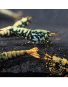 Python Metallic Caridina Shrimp buy now | Shrimp Cove