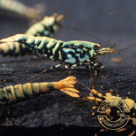 Python Metallic Caridina Shrimp buy now | Shrimp Cove