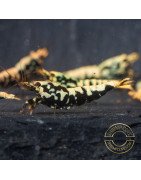 Python Metallic Caridina Shrimp buy now | Shrimp Cove