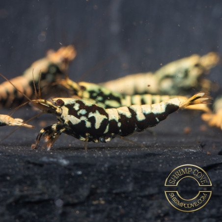 Python Metallic Caridina Shrimp buy now | Shrimp Cove