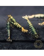 Python Metallic Caridina Shrimp buy now | Shrimp Cove