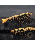 Python Metallic Caridina Shrimp buy now | Shrimp Cove
