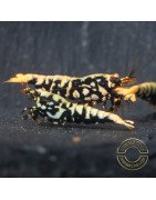 Python Metallic Caridina Shrimp buy now | Shrimp Cove