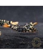 Purple Metallic Nanashi Caridina Shrimp buy now | Shrimp Cove