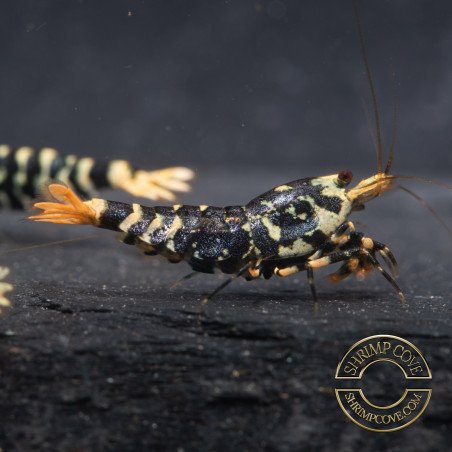 Purple Metallic Nanashi Caridina Shrimp buy now | Shrimp Cove