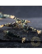 Purple Metallic Nanashi Caridina Shrimp buy now | Shrimp Cove