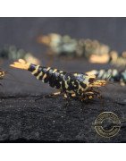 Purple Metallic Nanashi Caridina Shrimp buy now | Shrimp Cove