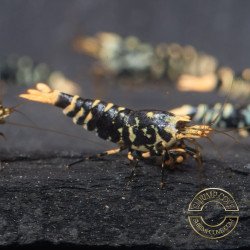 Purple Metallic Nanashi Caridina Shrimp buy now | Shrimp Cove