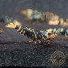 Purple Metallic Nanashi Caridina Shrimp buy now | Shrimp Cove