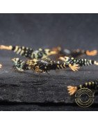 Purple Metallic Nanashi Caridina Shrimp buy now | Shrimp Cove