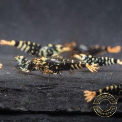 Purple Metallic Nanashi Caridina Shrimp buy now | Shrimp Cove