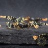 Purple Metallic Nanashi Caridina Shrimp buy now | Shrimp Cove
