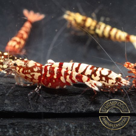 Red Galaxy Tiger Metallic Caridina Shrimp buy now | Shrimp Cove