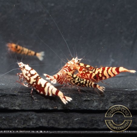 Red Galaxy Tiger Metallic Caridina Shrimp buy now | Shrimp Cove