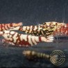 Red Galaxy Tiger Metallic Caridina Shrimp buy now | Shrimp Cove