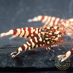 Red Galaxy Tiger Metallic Caridina Shrimp buy now | Shrimp Cove