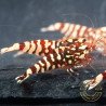 Red Galaxy Tiger Metallic Caridina Shrimp buy now | Shrimp Cove