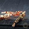 Red Galaxy Tiger Metallic Caridina Shrimp buy now | Shrimp Cove