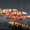 Red Galaxy Tiger Metallic Caridina Shrimp buy now | Shrimp Cove