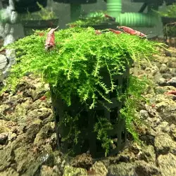 Christmas Moss large  Aquarium Plant at Shrimp Cove UK perfect with Premium Caridina Shrimp Buy Now