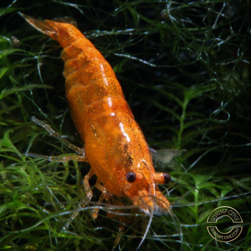 Zesty Orange Shrimp Zesty Orange Shrimp