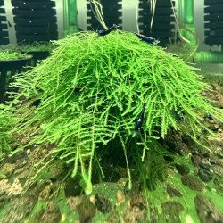 Taiwan moss large  Aquarium Plant | Shrimp Cove UK
