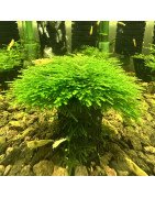 Spiky Moss Taxiphyllum sp. Aquarium Plant | Shrimp Cove UK perfect with Premium Caridina Shrimp Buy Now