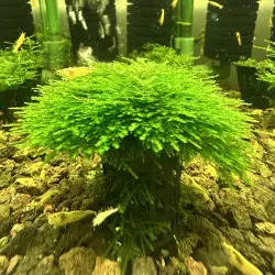 Spiky Moss Taxiphyllum sp. Aquarium Plant | Shrimp Cove UK perfect with Premium Caridina Shrimp Buy Now