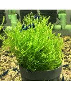 Flame moss large  Aquarium Plant |  Shrimp Cove UK